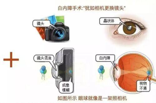 石红卫医生擅长项目