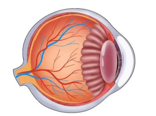 夏朝霞医生预约挂号