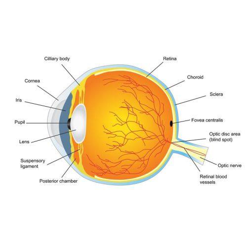 荆州阿尔戈斯眼科门诊特色项目及技术优势