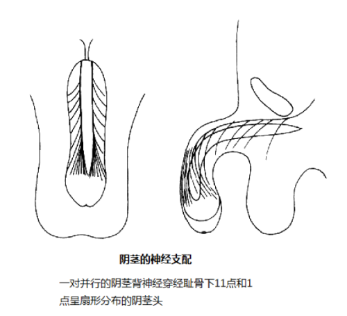 王蕊芳医生擅长项目