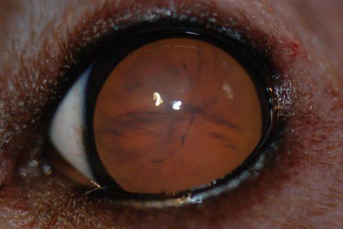 荆门市第一人民医院眼科医生团队实力强大及骨干医生简介