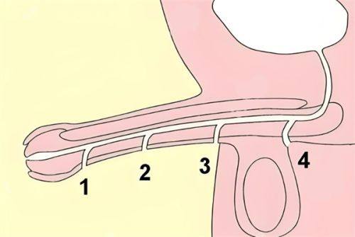 马子君医生执医荣誉